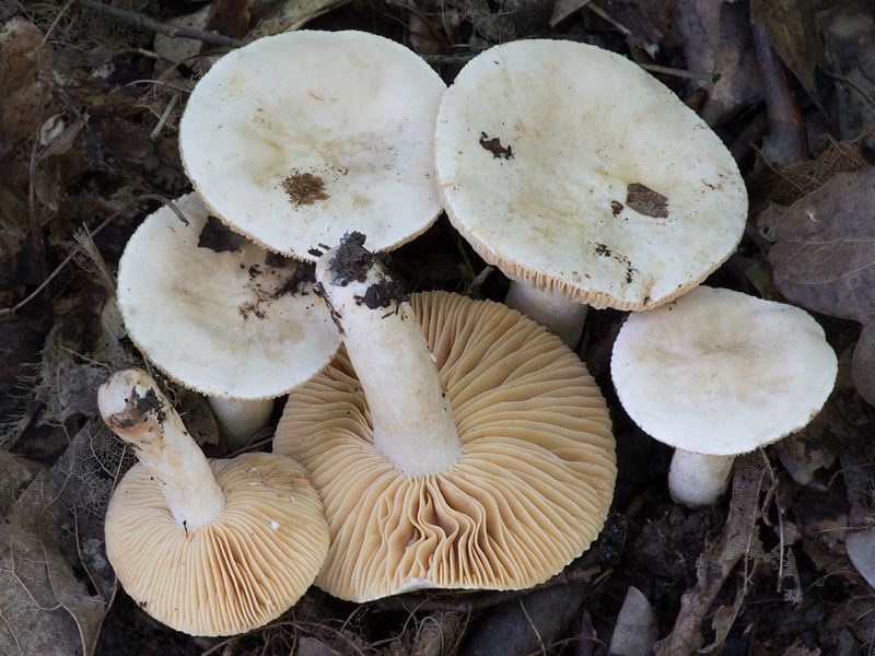 Lactarius azonites